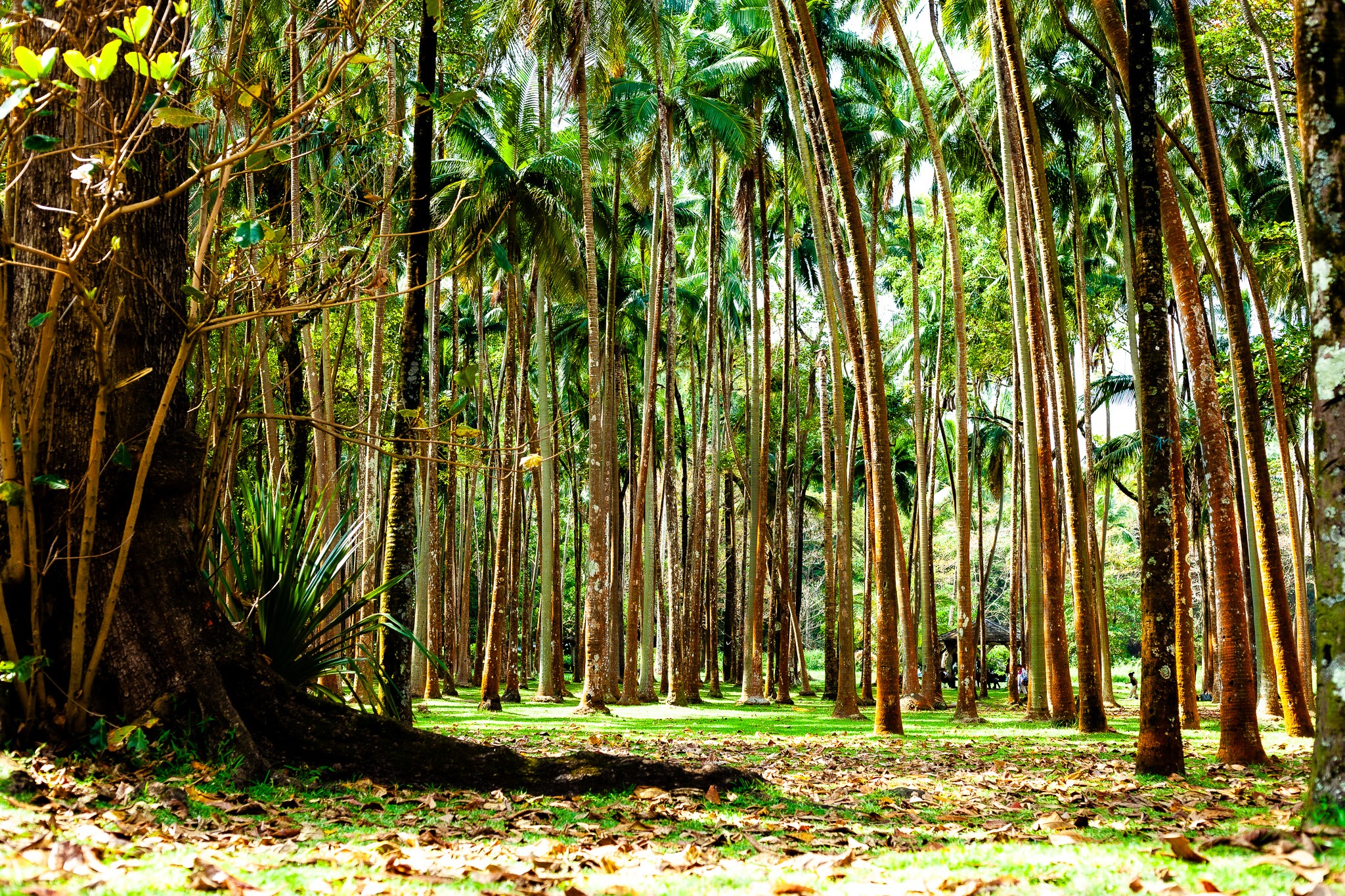 Forêt de cocotiers, photographie de Rachel Floricourt