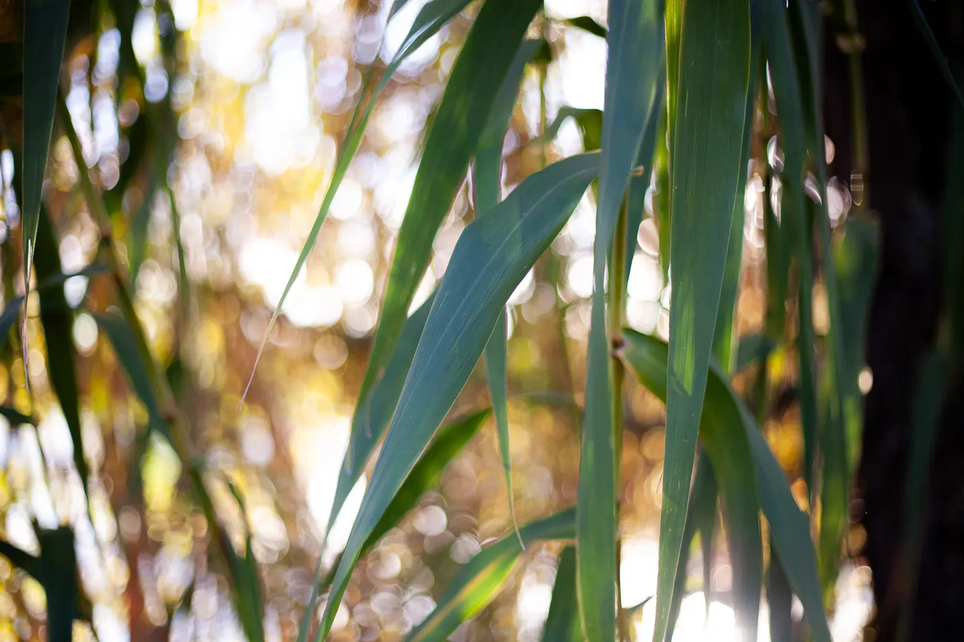 Roseaux près du lac, photographie de Rachel Floricourt
