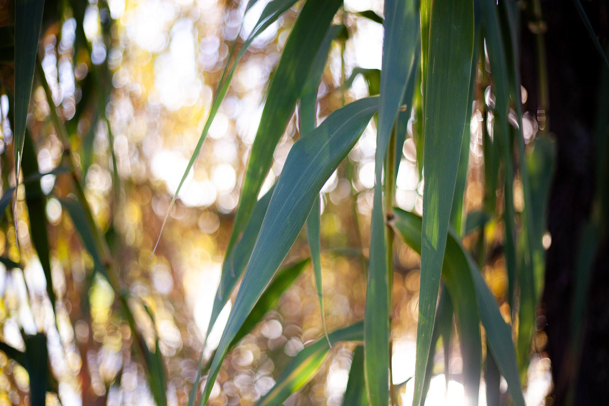 Roseaux près du lac, photographie de Rachel Floricourt