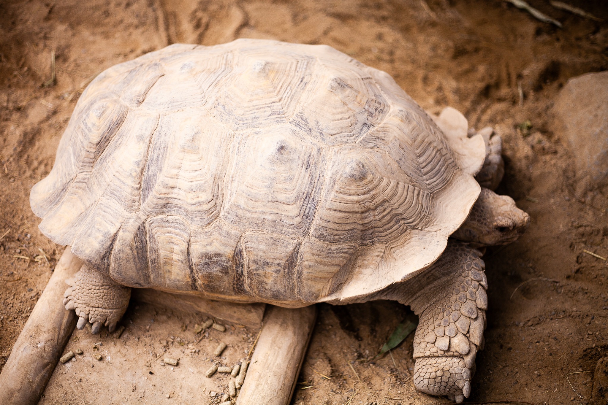 Tortue, photographie de Rachel Floricourt